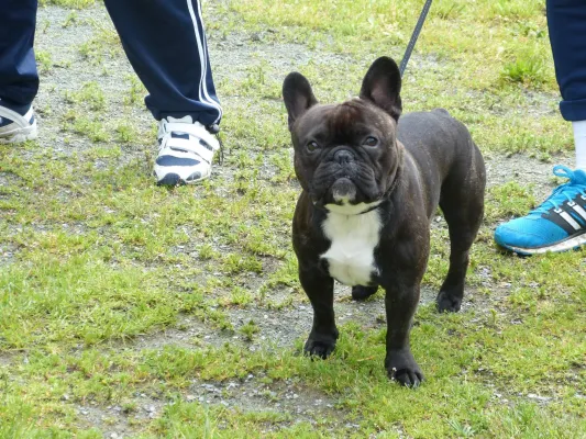 VEREINSFEST 2016 - Das DFB Mobil ist da