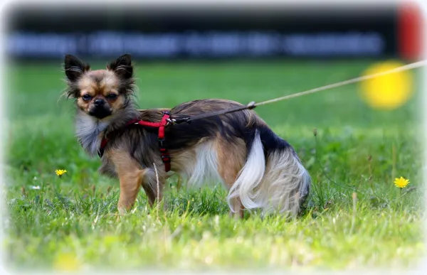 05.09.2021 VfR Bad Lobenstein vs. FV Rodatal Zöllnitz